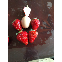 乾纳瑞农业|铜陵草莓苗|桃熏白草莓苗育苗注意事项