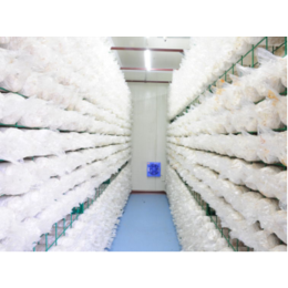 蘑菇小型工厂|江西蘑菇小型工厂|精农科技(查看)