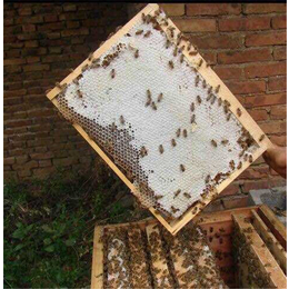 云南中蜂养殖|中蜂养殖|贵州蜂盛(查看)
