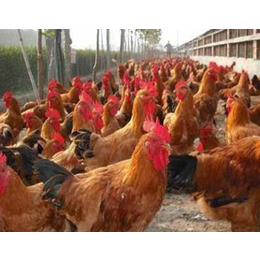 红玉公鸡养殖厂|红玉公鸡|金兴黑斑蛙养殖(查看)
