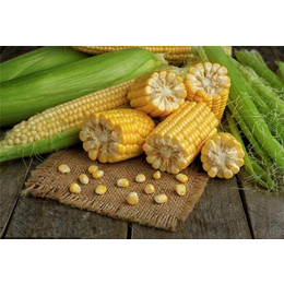 收购玉米哪家好-汉光现代农业(在线咨询)-内蒙古求购玉米