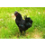 新杨黑饲养基地|蛋多多禽业(在线咨询)|新杨黑缩略图1