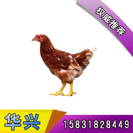 华兴种禽生产基地(图),柴鸡厂,随州柴鸡