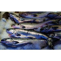 阿根廷冷冻鲜鱼进口报关需要什么流程