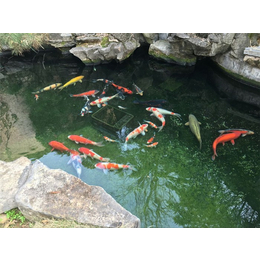 生态鱼池施工,杭州石铭园林景观,连云港生态鱼池