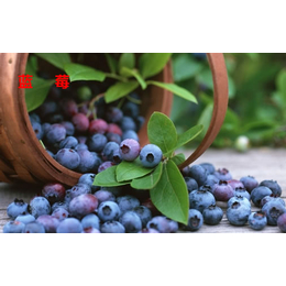 果树苗木供应(图)_蓝莓树苗研究所_武汉蓝莓树苗