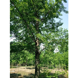 永安苗圃场(图)、郯城苗木银杏树基地、银杏树基地