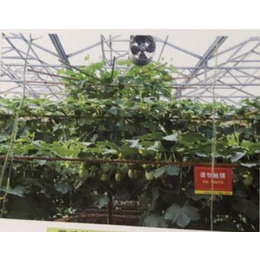 草莓无土栽培种植槽哪家好_绵阳种植槽_寿光市泰宇农业机械