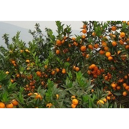 潮州脱毒橘子树苗价格多少钱每棵