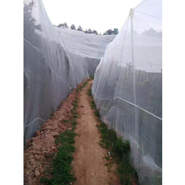 果树防虫网 脐橙防虫网 适合多种果蔬菜防虫防鸟使用 志广丝网
