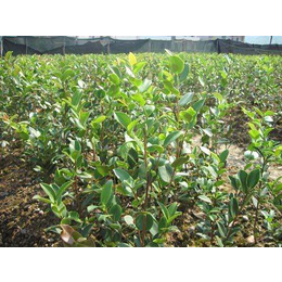 油茶树苗如何育种,油茶树苗,白土镇高产油茶苗圃1