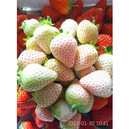 乾纳瑞农业(图)|桃熏草莓苗|兰州草莓苗