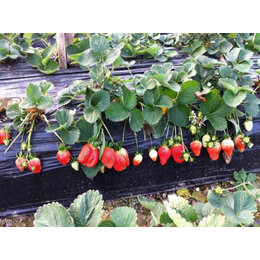 乾纳瑞农业(在线咨询)、蚌埠草莓苗、咖啡草莓苗