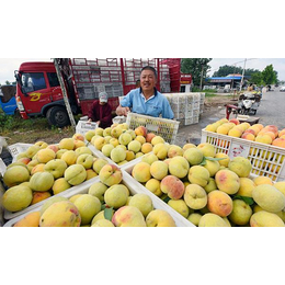 安徽砀山黄桃|安徽砀山黄桃批发市场|范建立副食商行水果