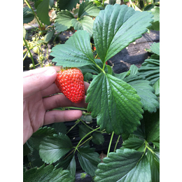 四季草莓苗_草莓苗_乾纳瑞农业科技欢迎您