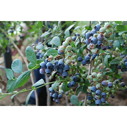 南高丛蓝莓苗多少钱-南高丛蓝莓苗-  柏源农业科技公司