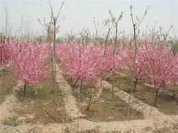 蚌埠工程榆叶梅-亿发园林(在线咨询)-工程榆叶梅供应