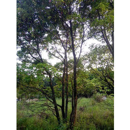 芜湖天艺园林红叶石楠-苗木基地-大叶女贞苗木基地