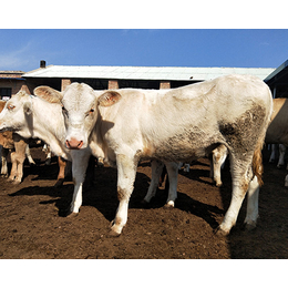 河南夏洛莱肉牛、富贵肉牛养殖、夏洛莱肉牛价格