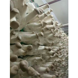 无公害蘑菇箱房 -兰州市箱房-精农科技