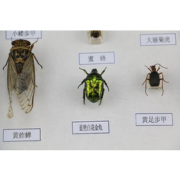 昆虫标本-园林害虫100种昆虫标本-雨林教育(*商家)