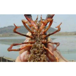小龙虾养殖基地|黑龙江龙虾养殖|武汉农科大高科技公司(查看)