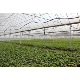 玻璃温室|咸宁温室|鑫华生态农业科技发展