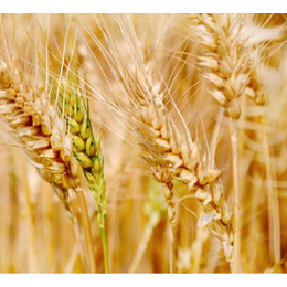 大量收购小麦-汉光现代农业有限公司-汉中收购小麦