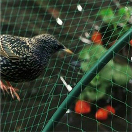 聚乙烯防鸟网|必然科技植物灯(在线咨询)|苏州防鸟网