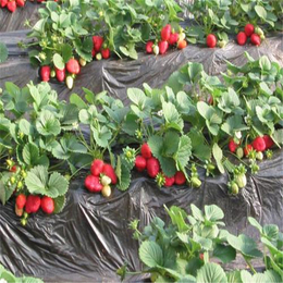 湖北草莓苗|双湖园艺|佐贺清香草莓苗