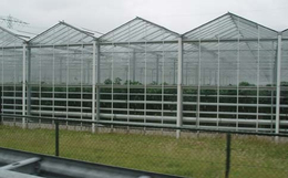 玻璃温室大棚、齐鑫温室园艺(图)、玻璃温室大棚设计