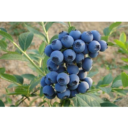 北高丛蓝莓苗|漯河蓝莓苗|  柏源农业科技公司