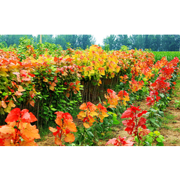 供应1.5-2米彩叶树种新品种冠红杨