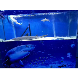 海洋生物展览馆出租****生态鱼缸展示海狮才艺表演租赁