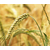 泰州求购小麦_个人求购小麦_汉光现代农业(推荐商家)缩略图1