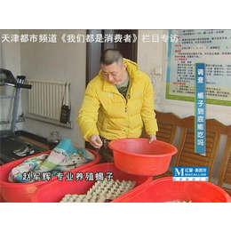 食用十足蝎子养殖场-石家庄食用十足蝎子养殖-军辉蝎子养殖