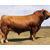 利木赞牛供应商|富贵肉牛养殖(在线咨询)|河南利木赞牛缩略图1