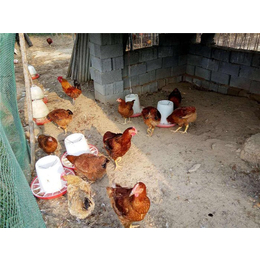 红玉公鸡养殖技术,红玉公鸡,金兴黑斑蛙养殖(查看)