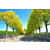 农梦达生物公司(图)|城市行道树|洪山行道树缩略图1