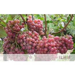 葡萄苗-启发葡萄苗种植合作社-6年的葡萄树苗价格
