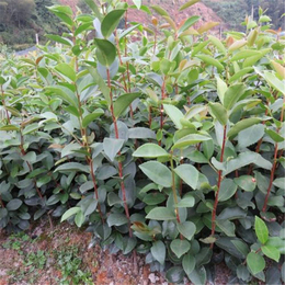 ****一年生杯苗批发_株洲一年生杯苗_【新胜油茶】