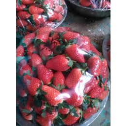 伊春草莓苗,乾纳瑞农业,哪里出售草莓苗