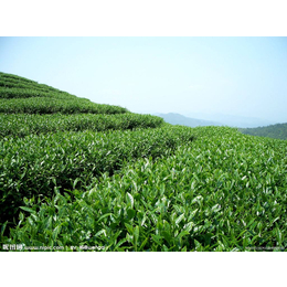  广东红茶品牌红茶价格沿溪山有白毛茶小哥哥红茶批发