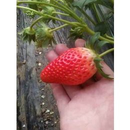 海之情农业,吉林甜宝草莓苗,出售甜宝草莓苗