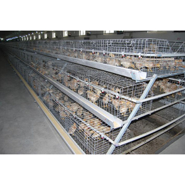 临沂层叠式鸡笼、良丰畜牧笼具、层叠式鸡笼价格