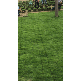 马尼拉草坪养护,温州马尼拉草坪,【绿如懿草坪基地】(查看)