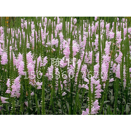 青州草花批发厂家_青州草花_山合水山东青州花卉基地