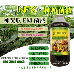 黄瓜开花期喷洒种植益生菌能****坐果率吗