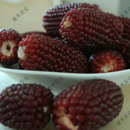 供应草莓玉米种子 菠萝玉米种子 彩色混合棒子 袖珍小玉米