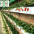 天津草莓立体支架式栽培A种植槽种植设备华耀生产缩略图2